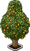 Pear Tree