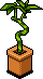 Lucky Bamboo