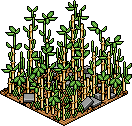 Bamboo Forest