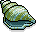Trumpet Shell