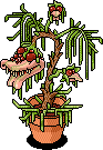 Rare Monster Plant