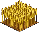 Wheat Patch