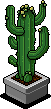 Mature Cactus