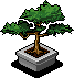 Bonsai Tree