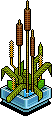 Bulrush