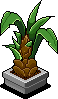 Pineapple Plant
