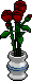 Cut Roses
