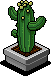 Small Cactus