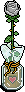 White Rose