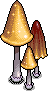 Mayflower Mushrooms