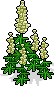 White Lupine