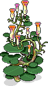 Bauhibia Orchid Tree