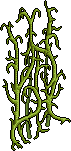 Green Bean Vines