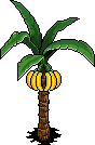 Banana Tree