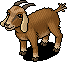 Lamancha Goat