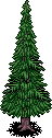 Snowy Pine