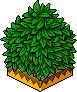Hedge Corner