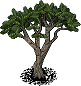 Accacia Tree