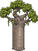 Baobab Tree