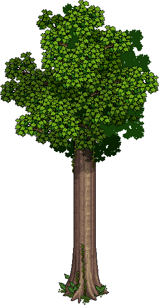 Tall tree