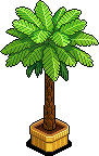 Palm Tree