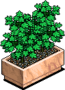 Large Shop Plant