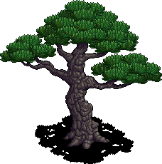 Giant Bonsai Tree