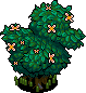 Duck Shrub
