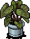 Potted Peace-Lily Plant