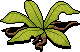 Leafy Crawler