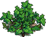 Dock Leaf Bush