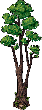 Monkey Puzzle Tree