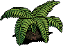 Cycad Plant