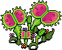 Venus Fly Trap