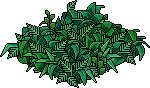 Lost Tribe Leafy Bush