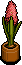 Pink Hyacinth