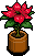 Poinsetta