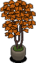 Ochre House Plant