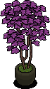 Violet House Plant