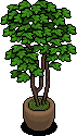Emerald House Plant