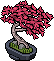 Japanese Maple Bonsai
