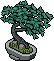 Spruce Bonsai