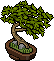 Japanese Boxthorn Bonsai