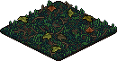 Rainforest Floor