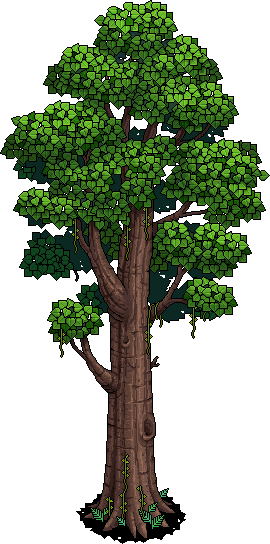 Ancient Kapok Tree