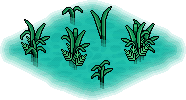 Tropical Swamp
