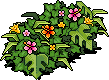 Fuchsia Bush