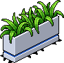 Brazilian Houseplant