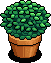 Garden Potted Plant
