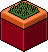 Classic BB plant